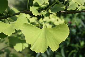 gingkoblatt