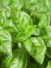 Basil Leaves Closeup