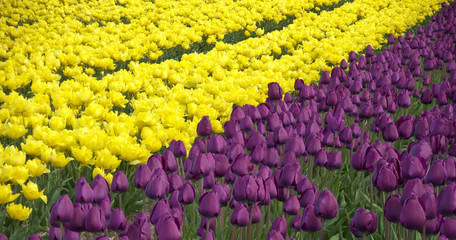 Gule og violette Tulipaner