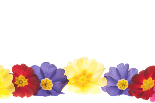 Primula border