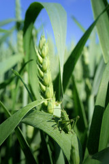 Fototapeta premium Getreide