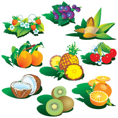 Fruits on a white background. Vector art-illustration.