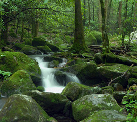 mossy cascading creek