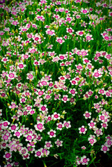 Many Small Flowers (Phlox) in Green Grass.