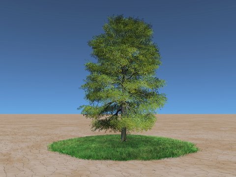 Green tree on a patch of grass in the desert