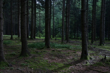 Wald