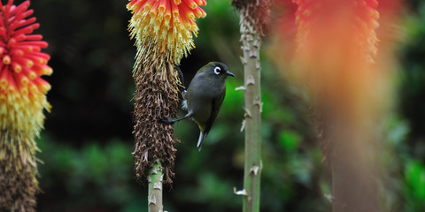 oiseau