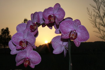 Orchidee im Sonnenuntergang