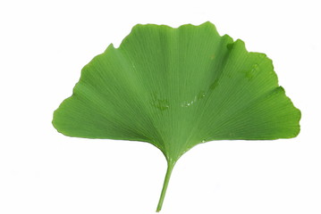 Ginkgo Biloba Freisteller Nahaufnahme