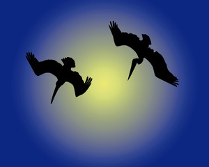 Two diving pelicans