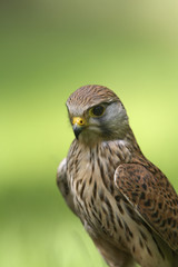 Falke