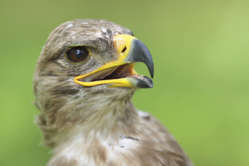 Greifvogel vor grünem Hintergrund