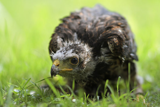 Junger Geier im Gras