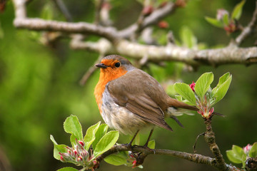 robin