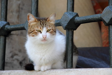cat