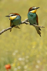 Abejarucos