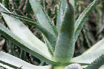 Aloe