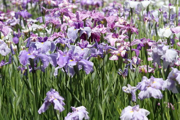 Iris 花菖蒲 (東京・小石川後楽園)