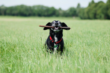 Hundesenior im Feld