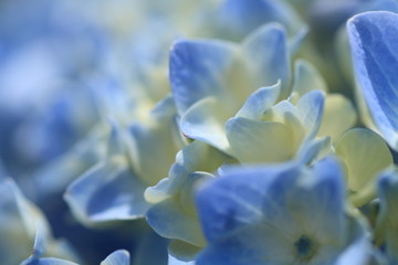 Hydrangea