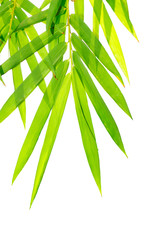 bamboo  leaves