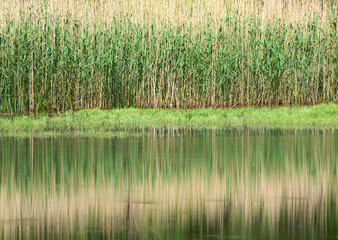 Schilf spiegelt sich im Wasser