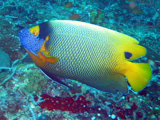Blaumasken-Kaiserfisch