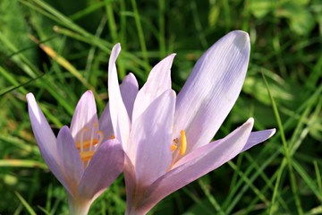 Beautiful Crocus in the grass