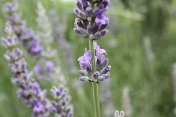 Lavande