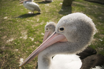 head of pelican