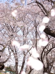 sakura