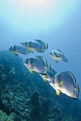 Fototapeta premium Small school of Circular batfish.