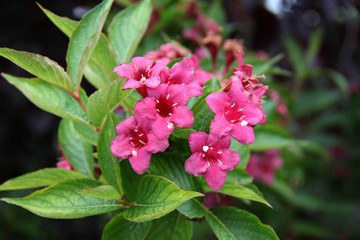 Naklejka premium Weigelia