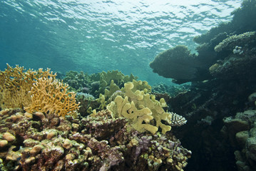Naklejka na ściany i meble Reefscape na płyciznach, z różnych gatunków twardych korali.