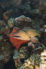 Yellowmargin moray eel.