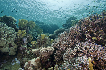 Reefscape in the shallows, showing various species of hard coral