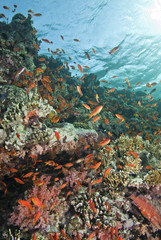 Fototapeta na wymiar Colourful tropical coral reefscape.