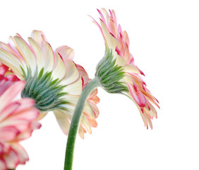 Gerbera von hinten