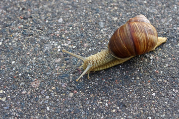 Slow snail on the asphalt crossing the road
