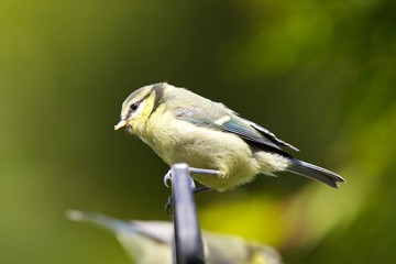 Fototapeta premium Blue Tit
