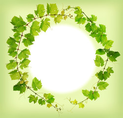 Green grapevine circle