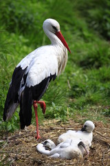 storch