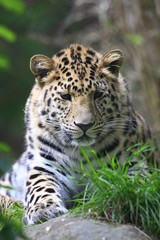Obraz na płótnie Canvas armurleopard