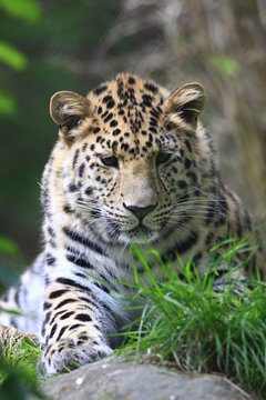 armurleopard