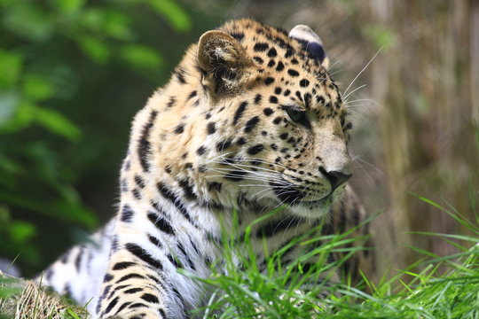 armurleopard