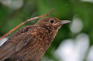 Brown common garden bird