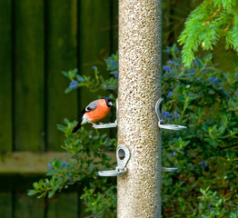 Bullfinch
