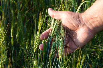 wheat in the men's hand