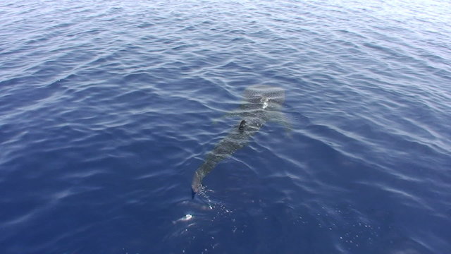 Juvenile whale shark at the surface
