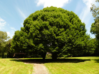 Baum